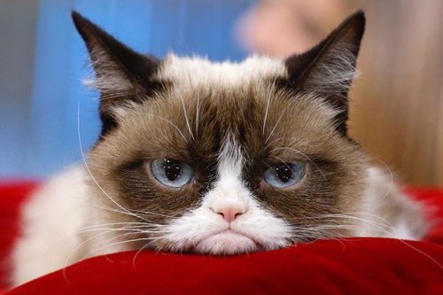 Grumpy Cat dead at 7 years old - Startattle