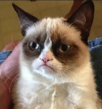 grumpy cat viral reddit photo