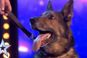 Police dog Finn performs magic on BGT 2019  Audition