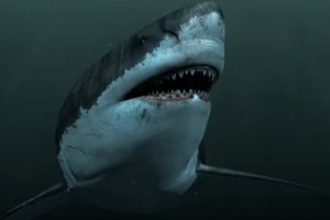 Shark Week 2019  Megalodon tooth found in Baha Desert