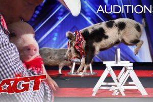 AGT 2020  Pork Chop Revue audition  Pigs Got Talent