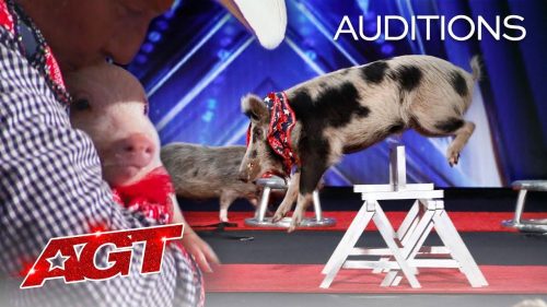 AGT 2020: Pork Chop Revue audition, Pigs Got Talent - Startattle