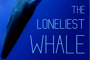 The Loneliest Whale  The Search for 52  2021 documentary  trailer  release date